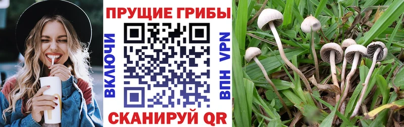 как найти наркотики  Лабинск  Галлюциногенные грибы Psilocybine cubensis 